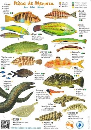 POSTAL PEIXOS DE MENORCA | 1112017