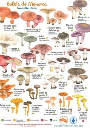 LÀMINES BOLETS DE MENORCA | 1112018