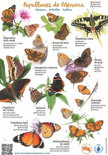 LÀMINES PAPALLONES DE MENORCA | 1112022